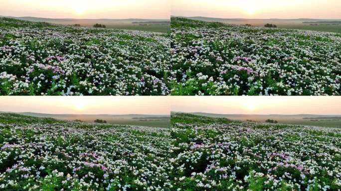 朝阳映照下的中草药芍药花花田
