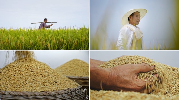 金色稻田 水稻丰收在望