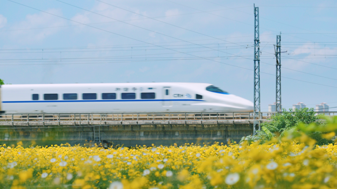 金色花海中的高铁动车飞驰