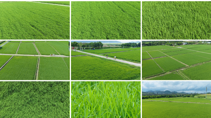 稻田风光与乡村骑行