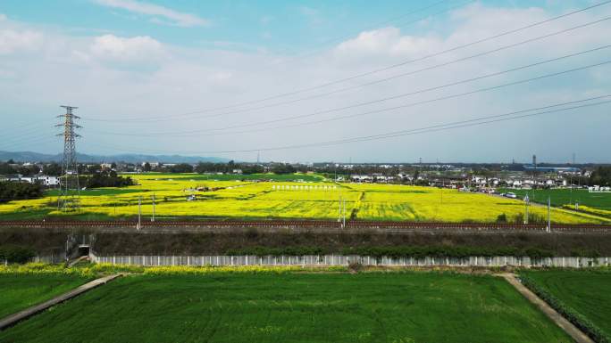 开往春天的列车油菜花合集