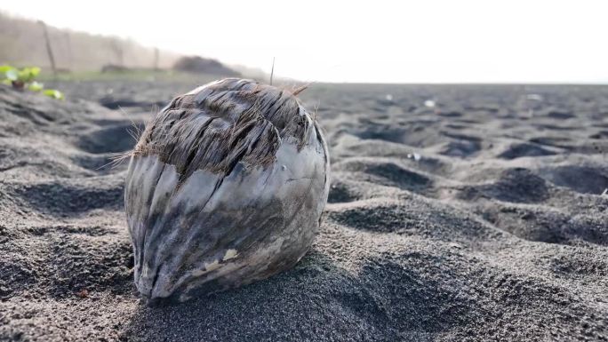 4K特写视频镜头：腐烂的干椰子果实铺在沙滩上。镜头环绕移动。