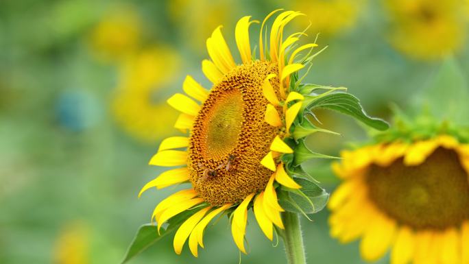 向日葵花海的绽放