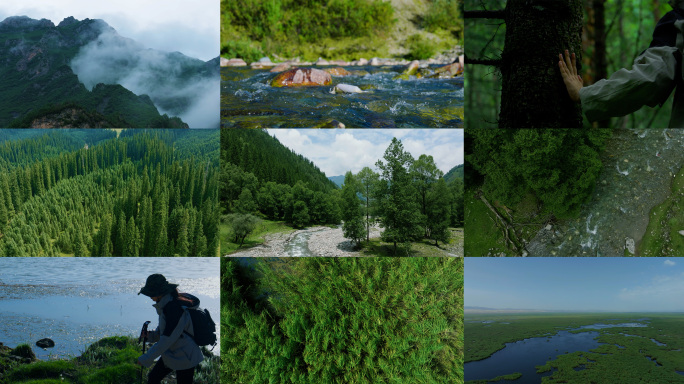 湿地 河流 水 森林 山川 草甸 大自然