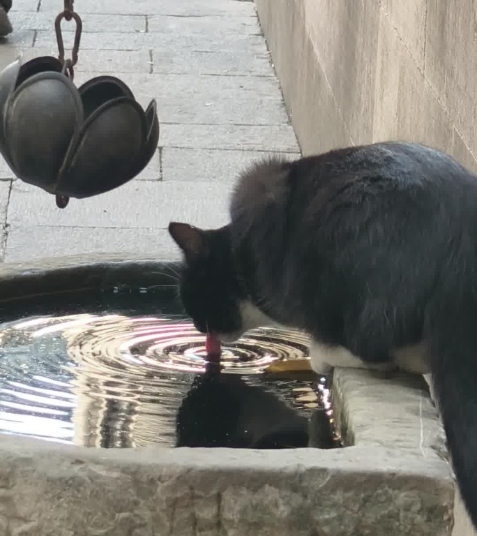 猫咪饮水莲花水钵