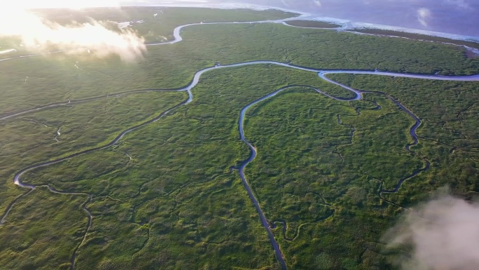 上海崇明东滩湿地