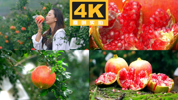 石榴果实成熟特写