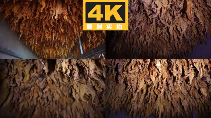 烤烟叶晾晒特写