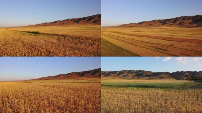 丰收在望的田野