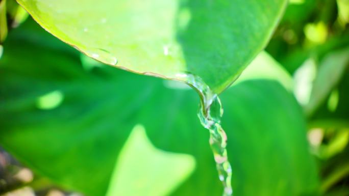 荔浦芋头生长和收获 特写
