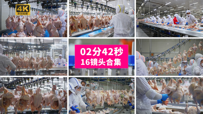 【合集】肉鸡家禽加工屠宰流水线作业
