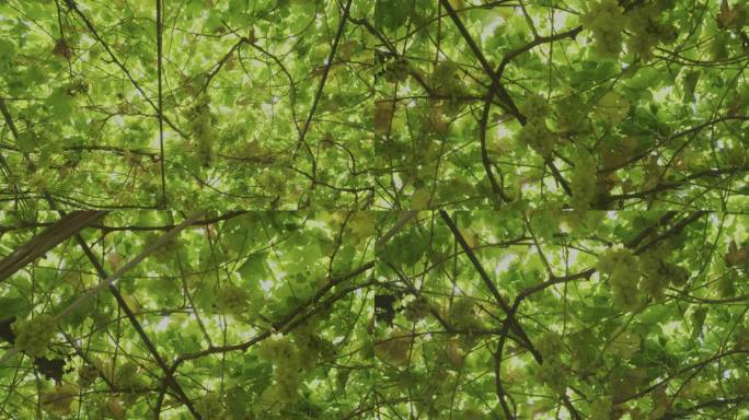 阳光下的葡萄藤蔓 葡萄树 绿葡萄