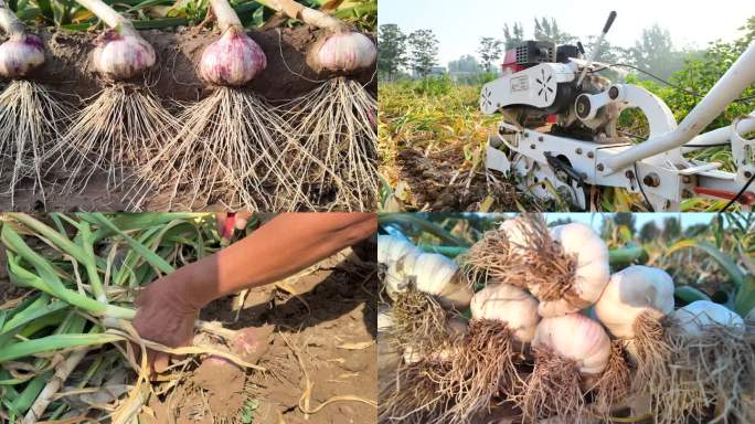 蒜农田间收获蒜头 机械化