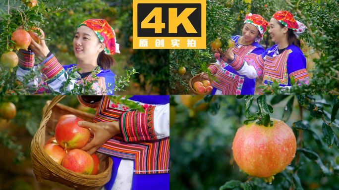 彝族美女采摘石榴