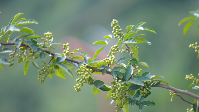 采摘青花椒彝族姑娘