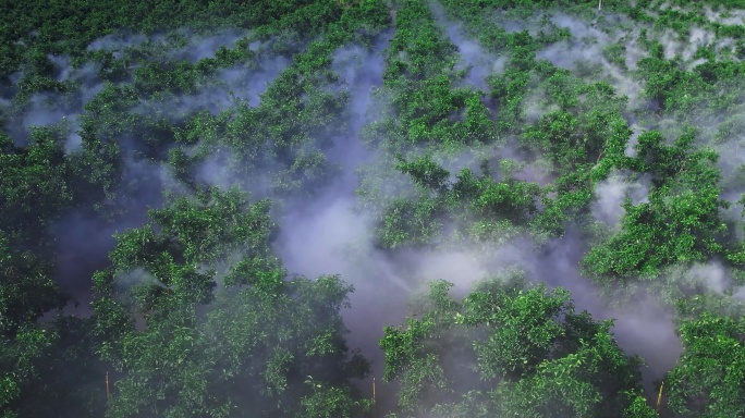 航拍果园喷智能喷洒农药柑橘园