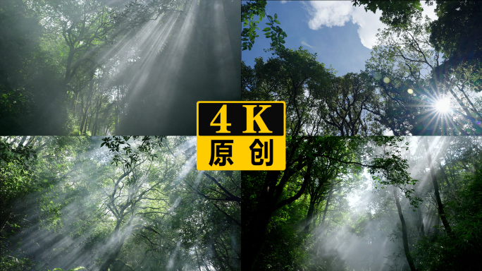 仰拍云雾森林山间小路森林丁达尔光