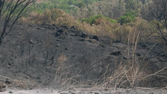 森林火灾后焦灼景观的荒凉景象。