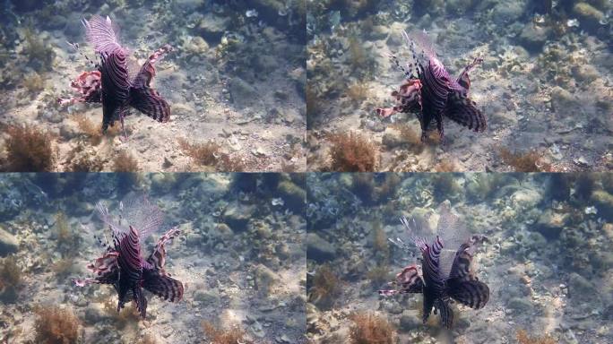 狮子鱼（Pterois miles）的特写镜头