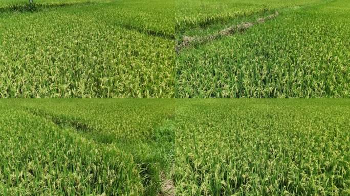 农村水稻田航拍