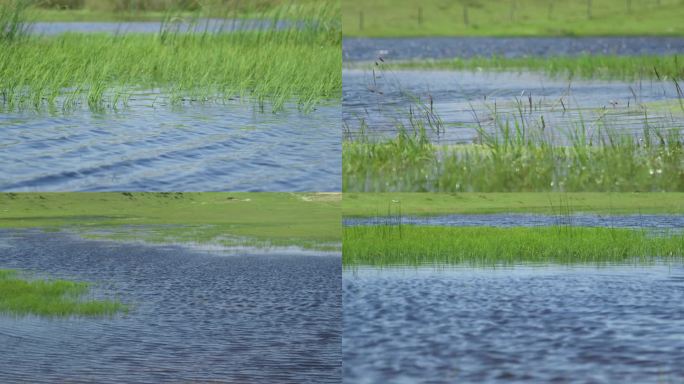 草原河流 湿地草地水面风光