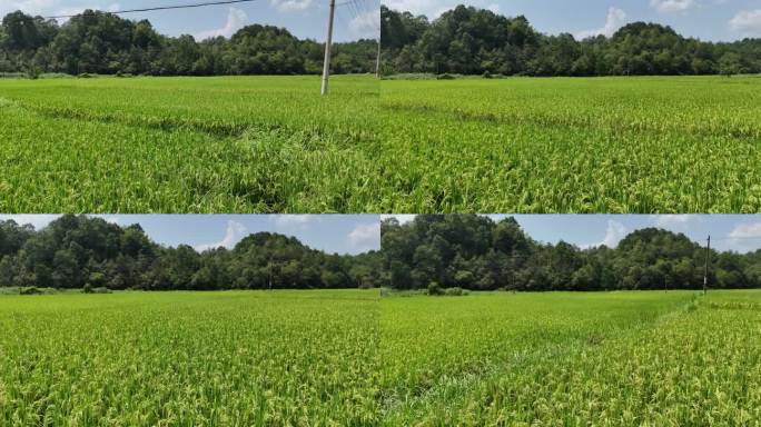 即将成熟的水稻田