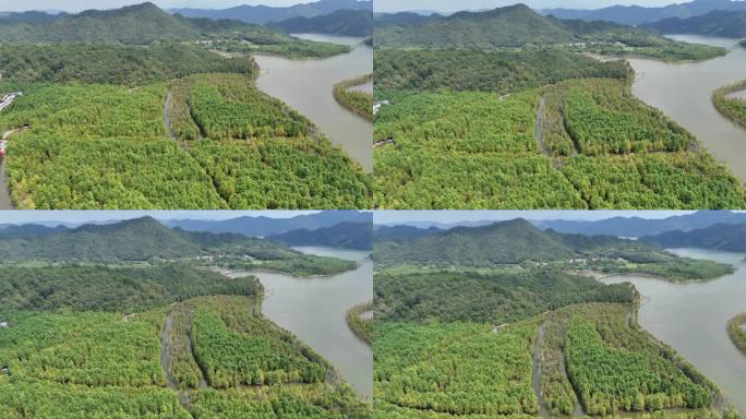 皖南川藏线红杉林风景