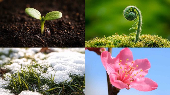 春暖花开种子发芽种子生长发芽生长冰雪融化