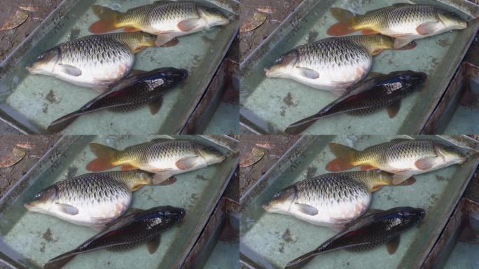 几条常见的鲤鱼正在尝试呼吸。