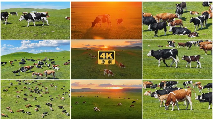 牧场牛群悠闲觅食草原奶牛