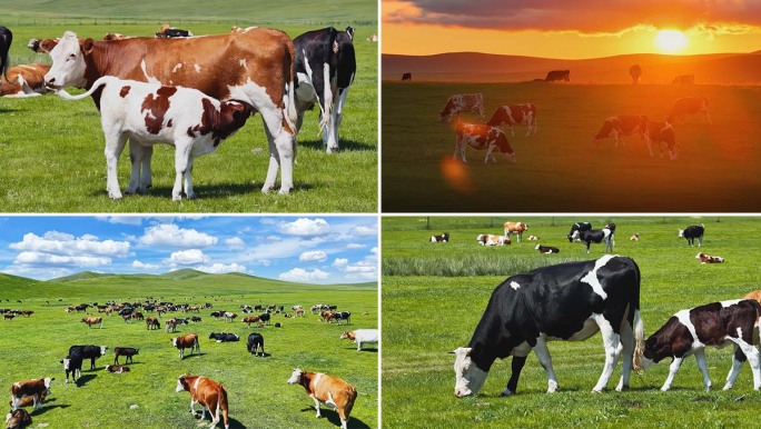 牧场牛群悠闲觅食草原奶牛