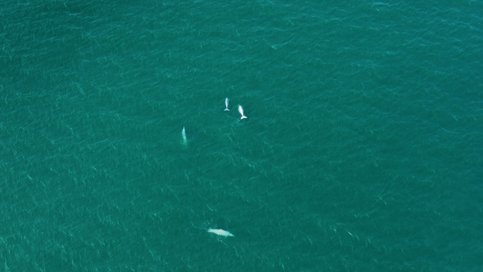 2025大海里白海豚成群嬉戏4K航拍