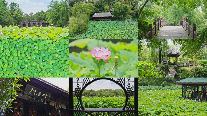 成都新都桂湖公园荷花荷叶实景航拍