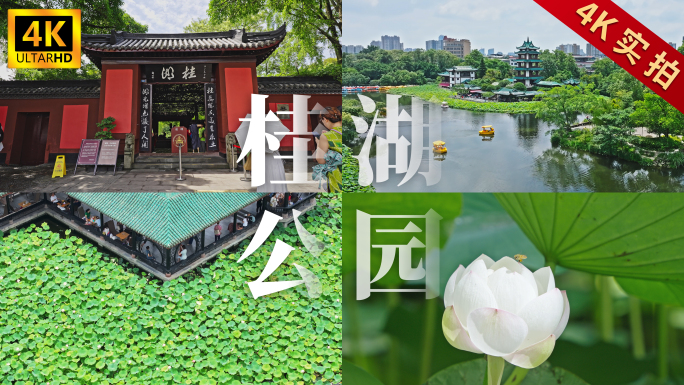 成都新都桂湖公园荷花荷叶实景航拍