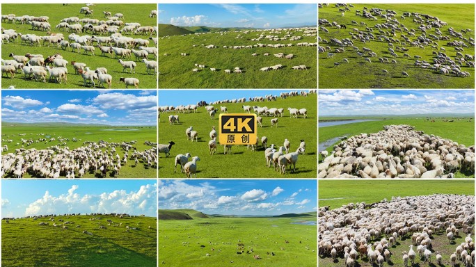 羊群吃草 呼伦贝尔大草原