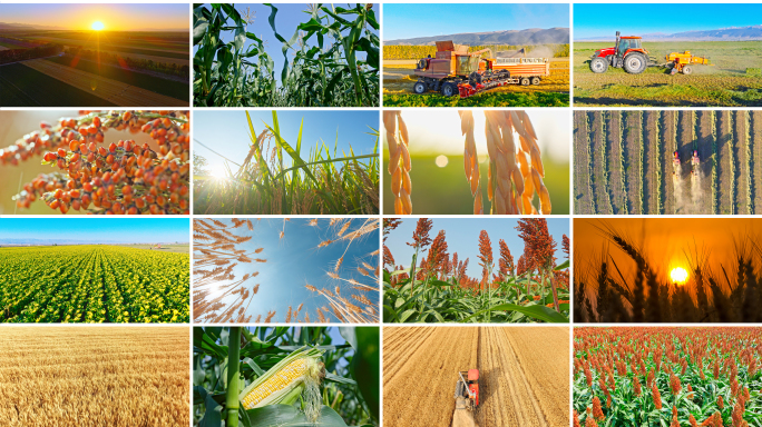 丰收秋收 金色田野农田 水稻麦子玉米丰收