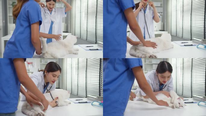 亚洲兽医在兽医诊所为小猫进行检查。吸引人的女医生和助手站在检查台旁，检查家猫并在宠物医院使用听诊器。