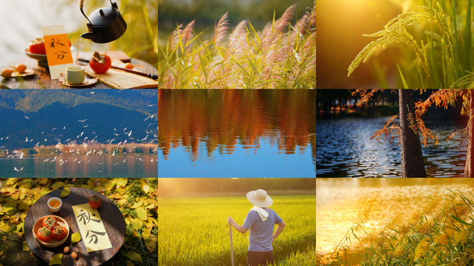 秋分 秋分节气 秋天 秋景 秋季 秋叶