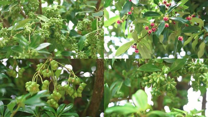 八角树林八角花