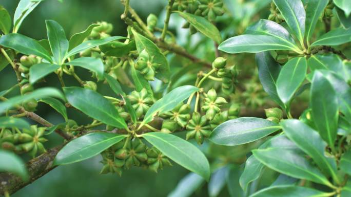 八角茴香种植八角树林