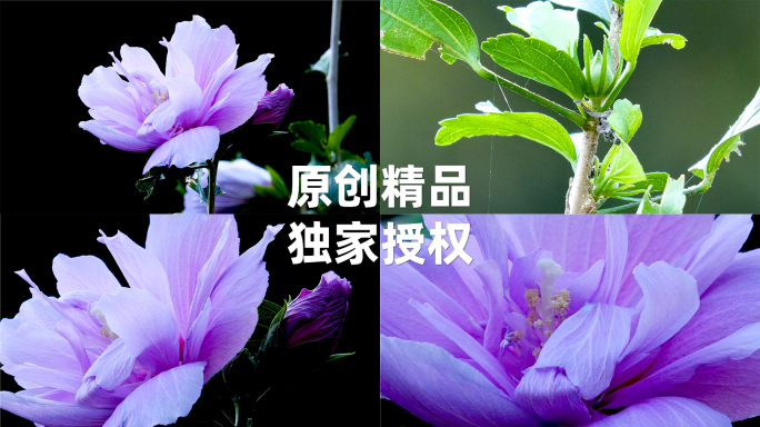 国民花卉木槿花