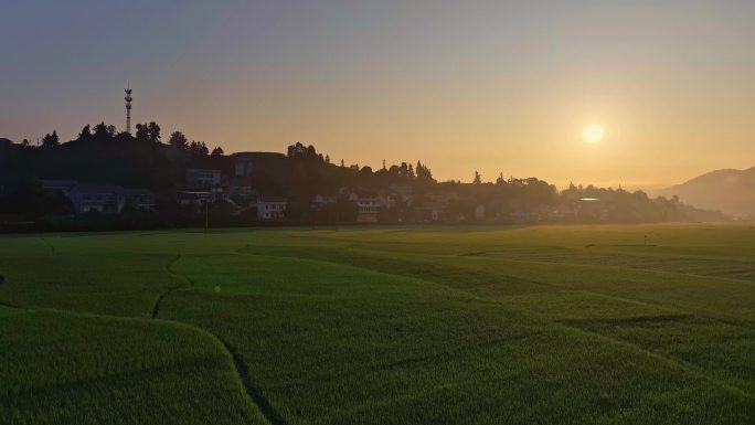 乡村田野的金色黎明
