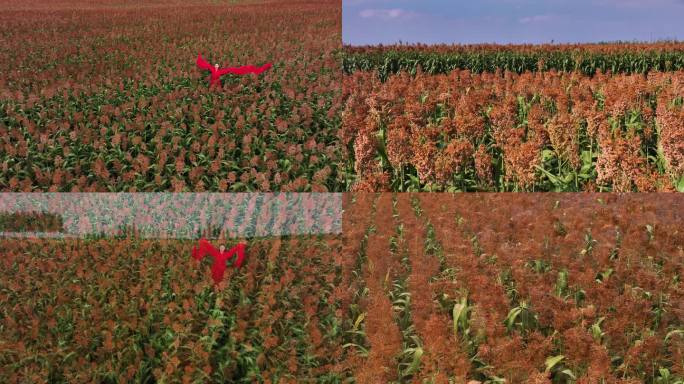 航拍大面积高粱地 酒酿酒基地 酒原料