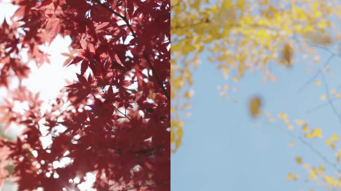 秋分竖版 秋分节气 秋天竖版唯美秋天风景