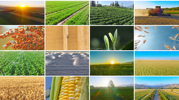 农业农田田野 丰收小麦水稻玉米 乡村振兴