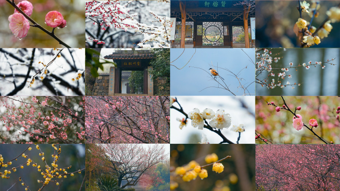 4K雨雪中的腊梅红梅白梅花合集