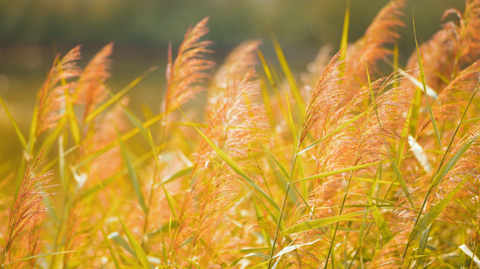 秋天风吹芦苇鸭子阳光芦苇荡秋景秋季空镜