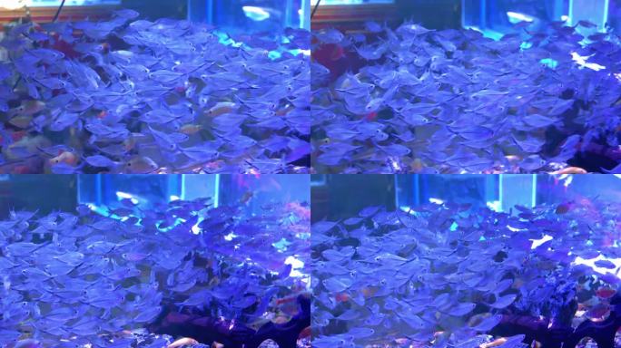 鱼群水中游动