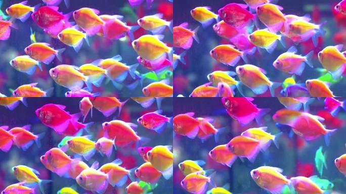 五彩斑斓的鱼群