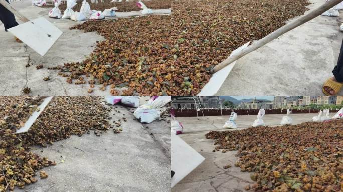 中药材八角晾晒加工场景八角子采收晾晒